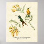 Sparkling Tailed Hummingbird Art Print