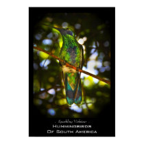 Sparkling Violetear Posters