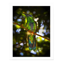 Sparkling Violetear Print