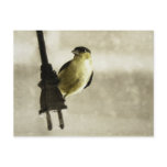 Sparky Postcard