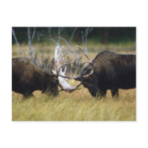 Sparring Moose Wildlife Series # 12 Postcard by FalconsEye Sparring Moose Wildlife Series # 12 Postcard