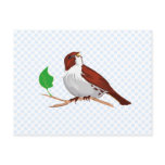 Sparron Sparrow Postcards
