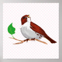 Sparron Sparrow