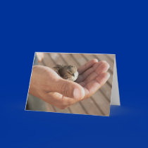 Sparrow bird Eye on the sparrow greeting card by ScenicEarthStudios Sparrow bird Eye on the sparrow greeting card