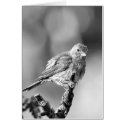 Sparrow - Black & White cards by cahyman Sparrow - Black & White cards