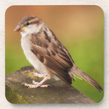 Sparrow Coaster