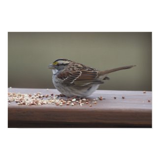 Sparrow Feeding Poster