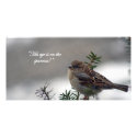 Sparrow, His eye is on the Sparrow! photo cards by bluebirdcanflyphotos Sparrow, His eye is on the Sparrow! photo cards