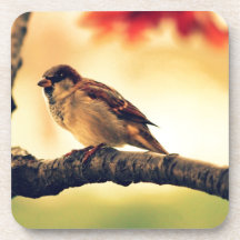 Sparrow in a tree coaster