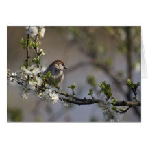 Sparrow in Blossom card by cARTerART