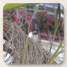 Sparrow in southern Spain Coaster