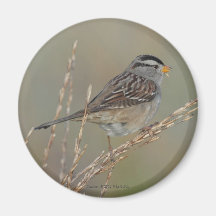 Sparrow in the Grass 2 Magnet
