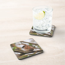 Sparrow on a Branch 3 Beverage Coasters