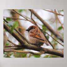 Sparrow on a Branch 3 Print