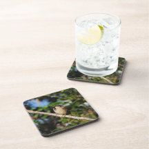 Sparrow on a Branch Coasters
