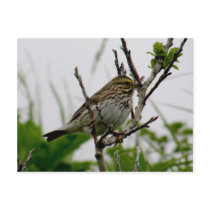 Sparrow on a Twig, Unalaska Island Postcard