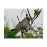 Sparrow on a Twig, Unalaska Island Postcard