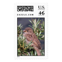 Sparrow postage