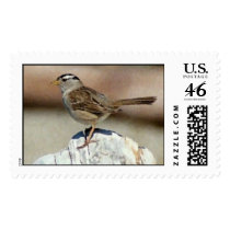 Sparrow postage
