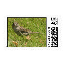 sparrow postage stamp