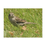 Sparrow