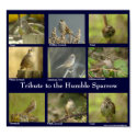 Sparrow Poster posters by naturalphotos Sparrow Poster posters