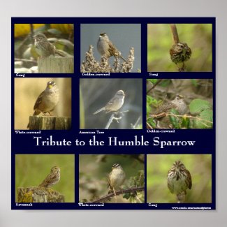 Sparrow Poster print