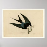 Sparrow tailed Hawk Posters