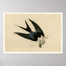 Sparrow tailed Hawk Posters