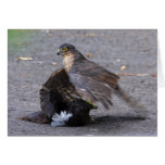Sparrowhawk and Dinner Cards