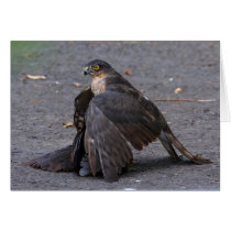 Sparrowhawk and Prey cards