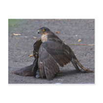 Sparrowhawk and Prey Postcard
