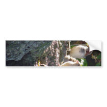 Sparrows Bumper Stickers
