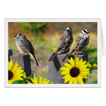 Sparrows cards