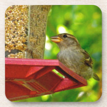 Sparrows in the Backyard Coaster