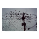 Sparrows r flying posters