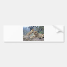 Sparta Cubs Playing Bumper Stickers
