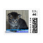 Spay and Neuter Your Pets 3 Postage Stamp