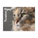 Spay / Neuter postcards by 3kitty Spay / Neuter postcards