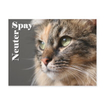 Spay / Neuter postcards by 3kitty Spay / Neuter postcards