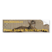 Spay or Neuter Your Pets Bumper Sticker bumper stickers by Candys_Cats Spay or Neuter Your Pets Bumper Sticker bumper stickers
