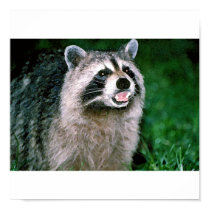 Speaking Raccoon Poster/Print