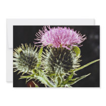 Spear thistle, cirsium vulgare  flowers announcement