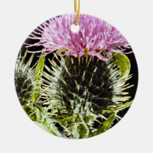 Spear thistle, cirsium vulgare  flowers ornament