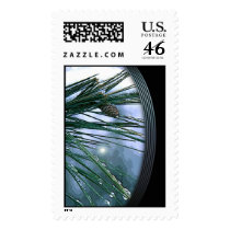 Special Pines Christmas Stamp by cardtricks Special Pines Christmas Stamp