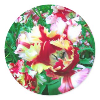 Special tulips - Sticker sticker
