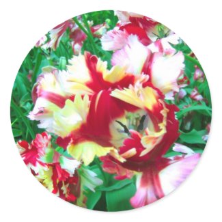 Special tulips - Sticker sticker