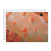 Species of orange soft coral from Fiji Personalized Invitation