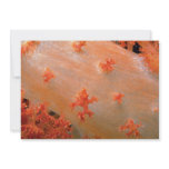 Species of orange soft coral from Fiji invitations