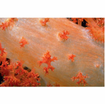 Species of orange soft coral from Fiji Cut Out